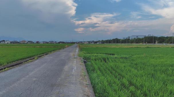 田園の風景#01 田園の風景#01 水田,田園,田植えの写真素材