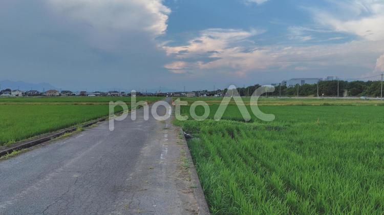 田園の風景#01 水田,田園,田植えの写真素材