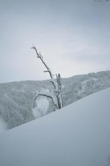 凍った樹木 凍った樹木の写真