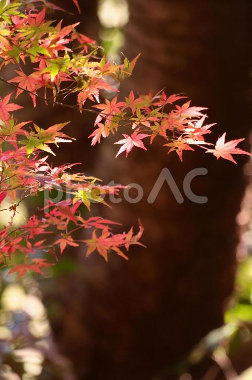木漏れ日を受けて 紅葉,もみじ,秋の写真素材