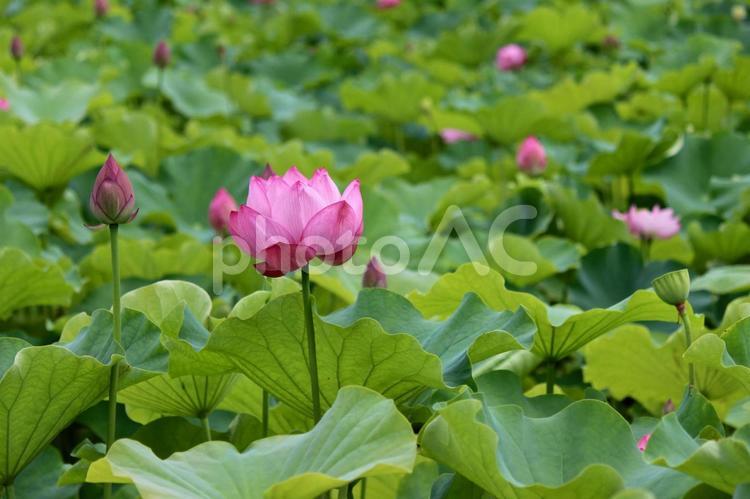 ハスの花　蓮池 蓮,ハス,花の写真素材