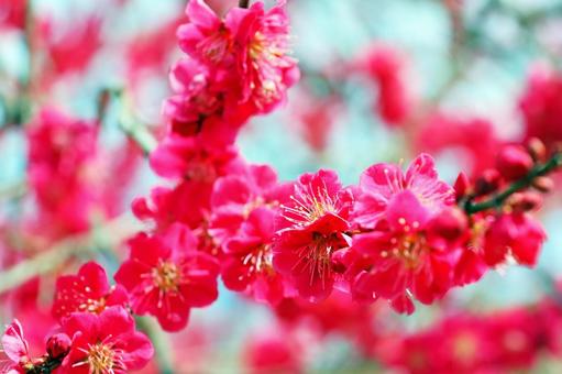 紅梅 5 紅梅 5の写真