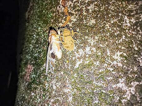 セミの羽化　ニイニイゼミ　夏の夜 ニイニイゼミの,セミ,羽化の写真素材