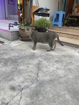 タイのマッサージ屋さんにいたねこ タイのマッサージ屋さんにいたねこの写真