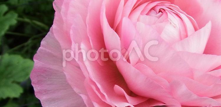 濃いピンクの桜てまり ピンク色,ラナンキュラス,花の写真素材