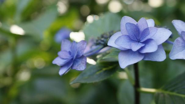 Photo, hydrangea, blue flower, small blue flowers, 