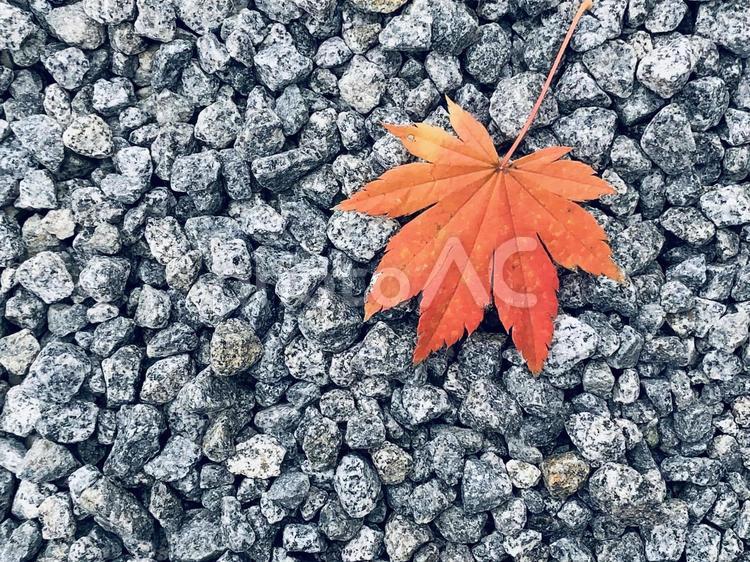 砂利ともみじ（テクスチャ） 砂利,もみじ,紅葉の写真素材