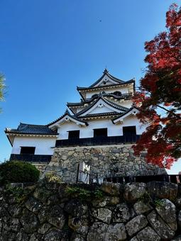 彦根城 彦根城 城,彦根城,青空の写真素材