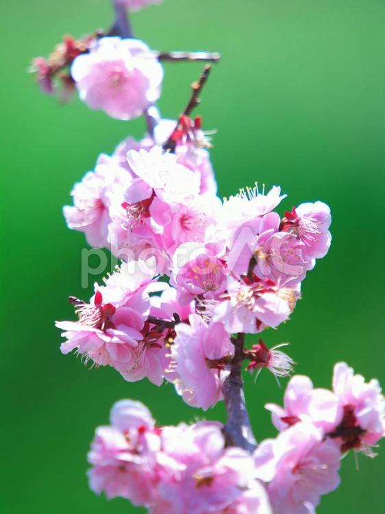 満開の平岡梅林公園 梅,梅林公園,花の写真素材