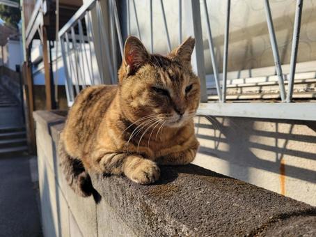 猫 猫の写真