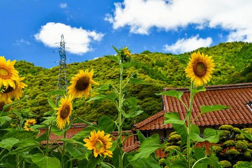 青空の下のひまわりの写真