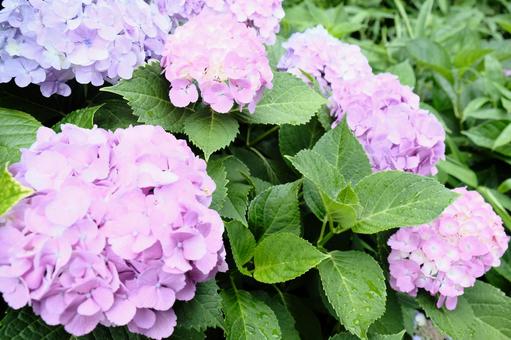 ピンクに咲いた紫陽花 紫陽花,アジサイ,あじさいの写真素材