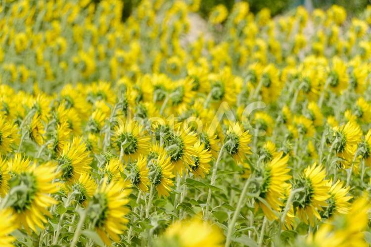 夏の風に揺れる向日葵畑 向日葵,花,花びらの写真素材