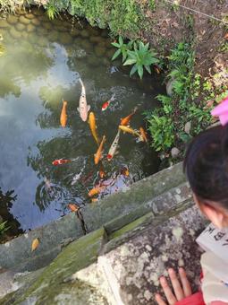 池で泳ぐ鯉 池で泳ぐ鯉の写真