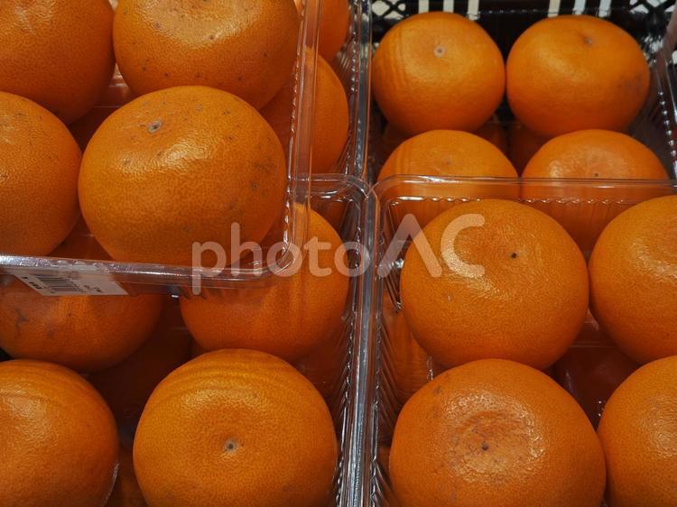 せとか（熊本産） せとか,ビタミン,フルーツの写真素材