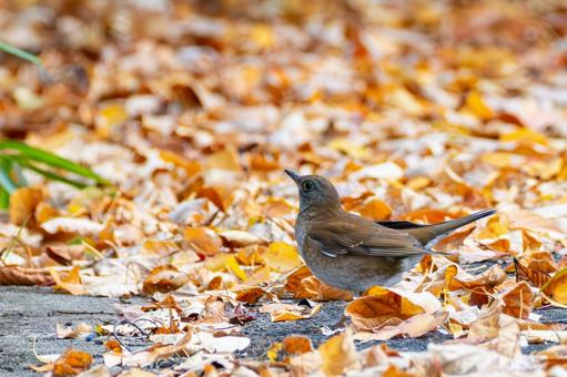 シロハラ⑾ 鳥,シロハラ,鳥類の写真素材