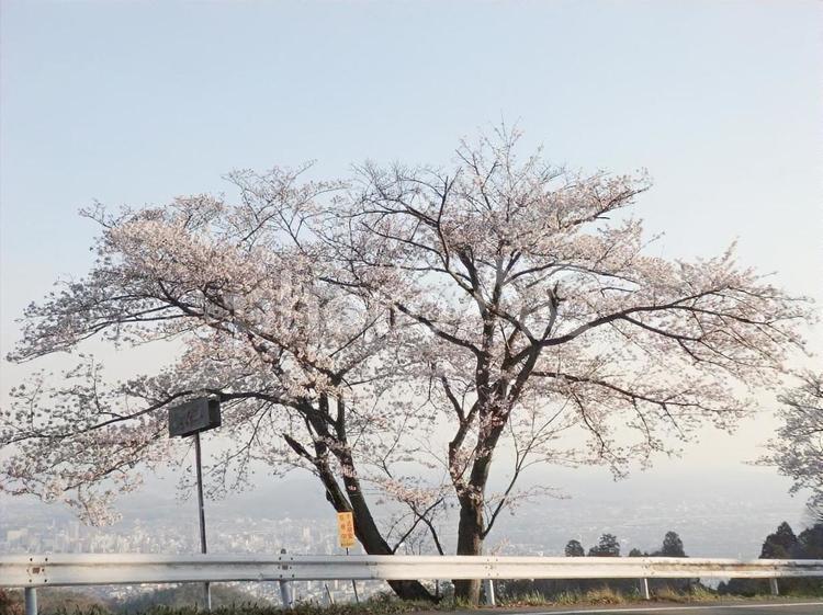 【桜の写真】桜が咲く風景 桜,さくら,サクラの写真素材