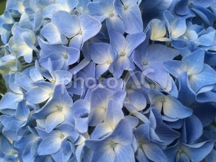アジサイ、青色　 アジサイ,あじさい,紫陽花の写真素材