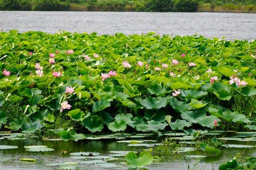 ハス⒁ ハス⒁ 初夏,花,ハスの写真素材