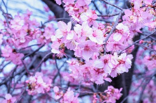 一足早い春を告げる早咲きで満開の桜の花 一足早い春を告げる早咲きで満開の桜の花の写真