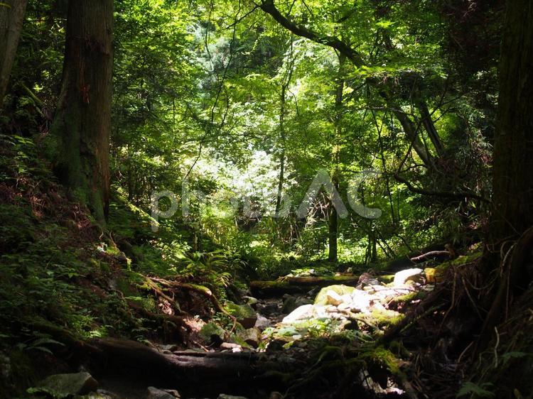 森の中 木,自然,山の写真素材