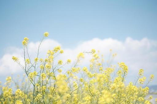 菜の花 菜の花の写真
