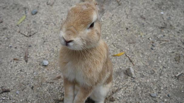 Portrait of a sitting rabbit, JPG