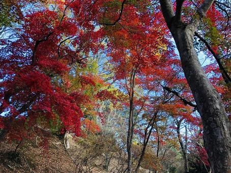 紅葉 もみじ 秋 紅葉 もみじ 秋 の写真