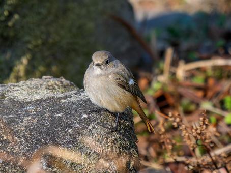 地面を歩くジョウビタキのメスの写真