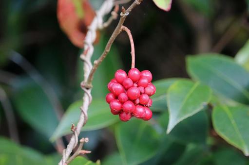 森の中にサネカズラの実の写真