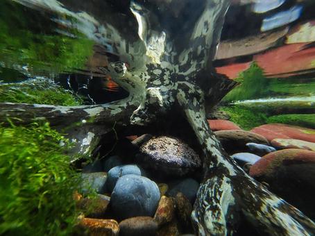 オオサンショウウオ~井の頭自然文化園 オオサンショウウオ~井の頭自然文化園 オオサンショウウオ,井の頭動物園,絶滅危惧種の写真素材