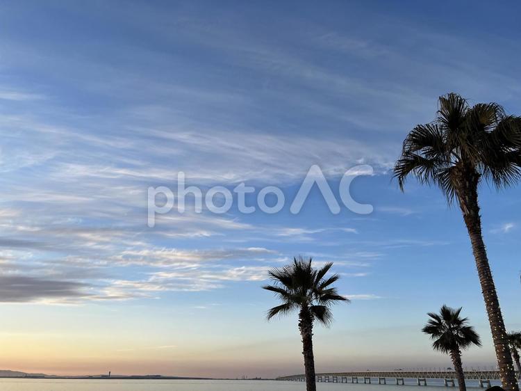ヤシの木 海,夏,ヤシの木の写真素材