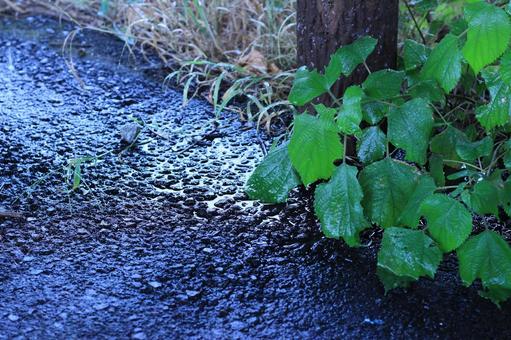 雨の日 雨の日 雨の日,雨の後,道端の写真素材