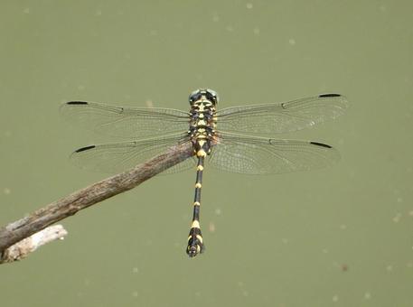 【昆虫写真】ウチワヤンマ(団扇蜻蜒) 【昆虫写真】ウチワヤンマ(団扇蜻蜒)の写真