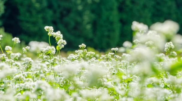 白い花が咲き広がる蕎麦畑 白い花が咲き広がる蕎麦畑の写真