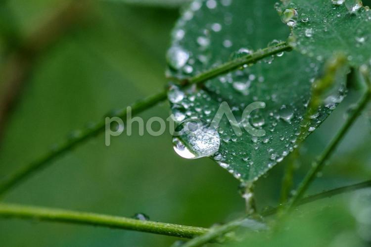 雨に濡れた葉っぱたち 葉っぱ,葉,雨の写真素材