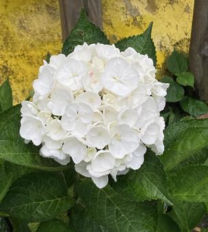 白の紫陽花〜一輪の写真