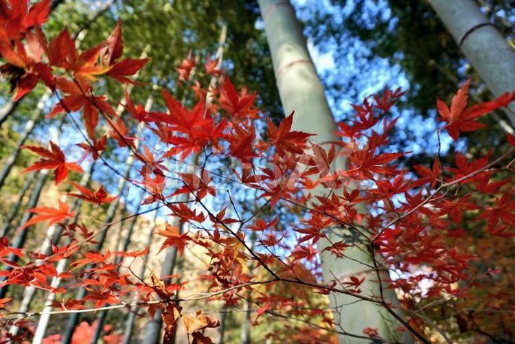 紅葉と竹 秋,モミジ,紅葉の写真素材