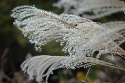 Fluttering ears of silver grass-1, JPG