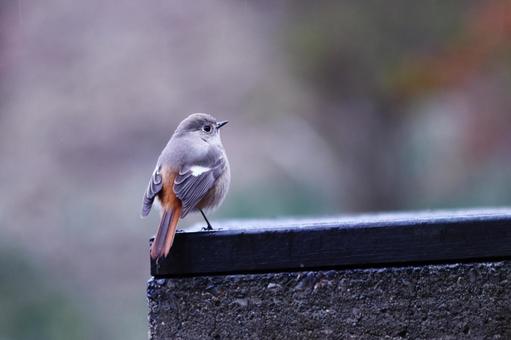 羽を休めるジョウビタキの雌 鳥,ジョウビタキ,冬の写真素材