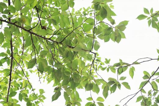 新緑の葉 桜の葉,すがすがしい,爽やかの写真素材