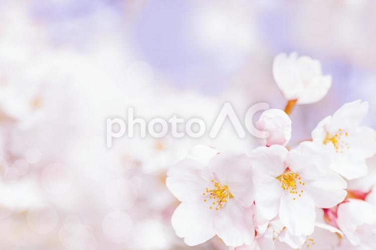 明るい日差しの春の桜の背景画像 さくら,春,桜の写真素材