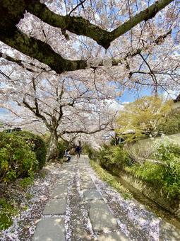 花道 花道の写真