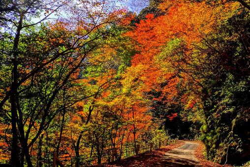 紅葉生い茂る林道 高知,高知県,香美市の写真素材