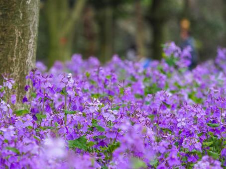 紫色をした花の群生 紫色をした花の群生の写真