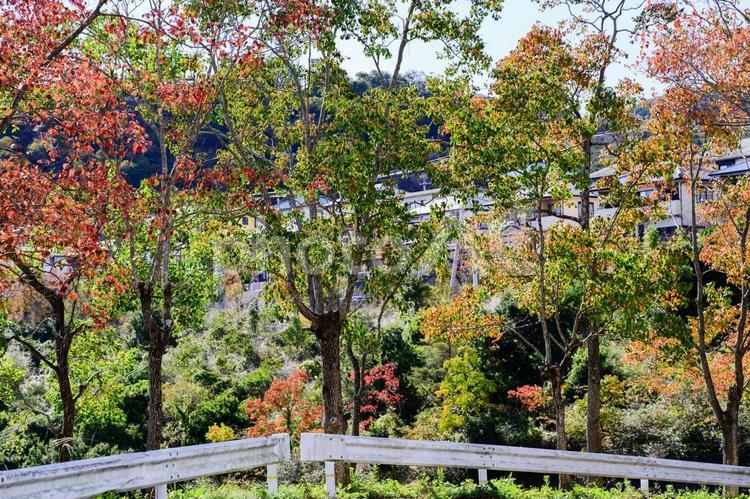 街路樹 街路樹,紅葉,木の写真素材