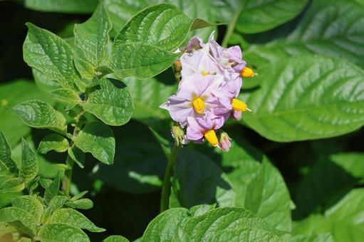 ジャガイモ畑の緑の葉と紫色の花 ジャガイモ畑の緑の葉と紫色の花の写真