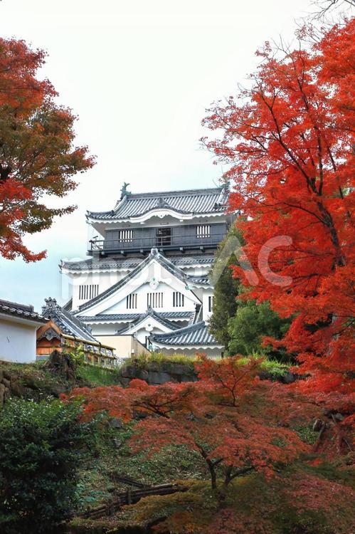 紅葉シーズンの岡崎城 秋,モミジ,風景の写真素材
