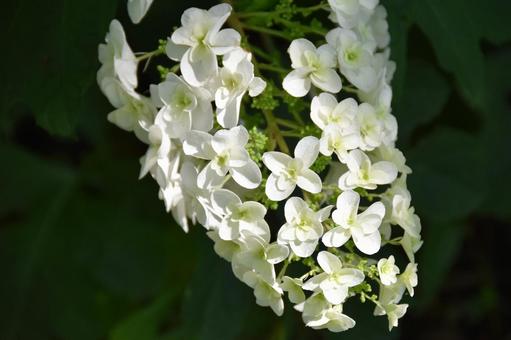 カシワバアジサイ(柏葉紫陽花) カシワバアジサイ(柏葉紫陽花)の写真