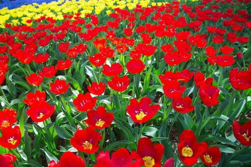 A carpet of red tulips, JPG A carpet of red tulips, JPG